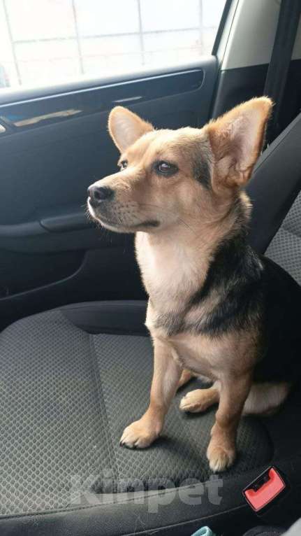 Собаки в Москве: Маленькая собачка, 7 кг в добрые руки! Девочка, Бесплатно - фото 5