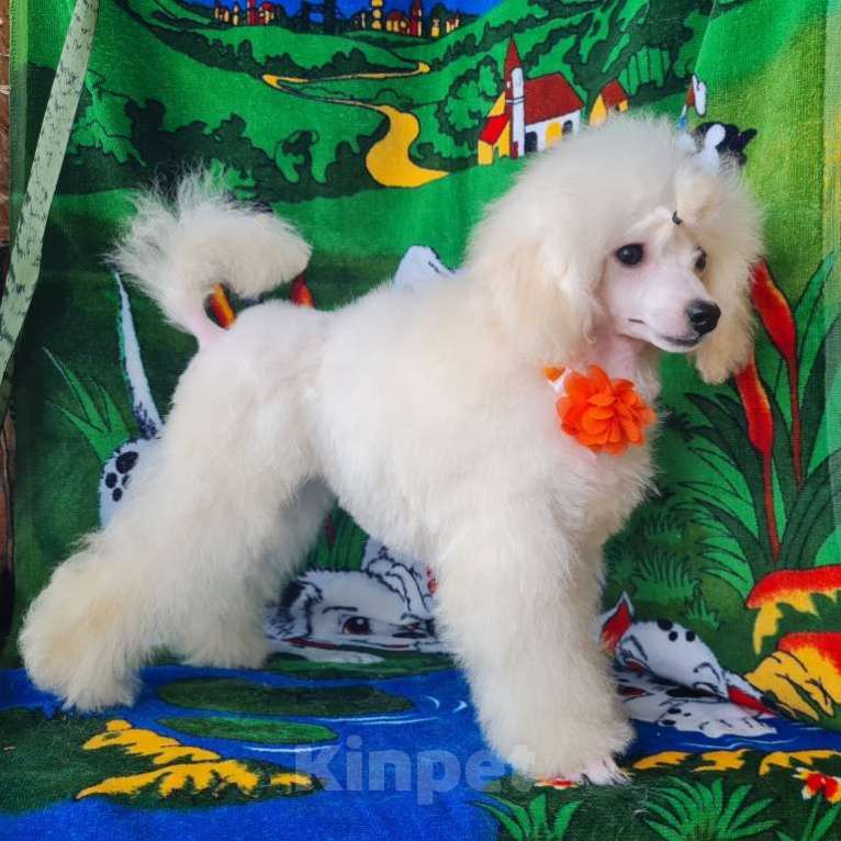 Собаки в Москве: Щенок той пуделя белая девочка Девочка, 100 000 руб. - фото 4