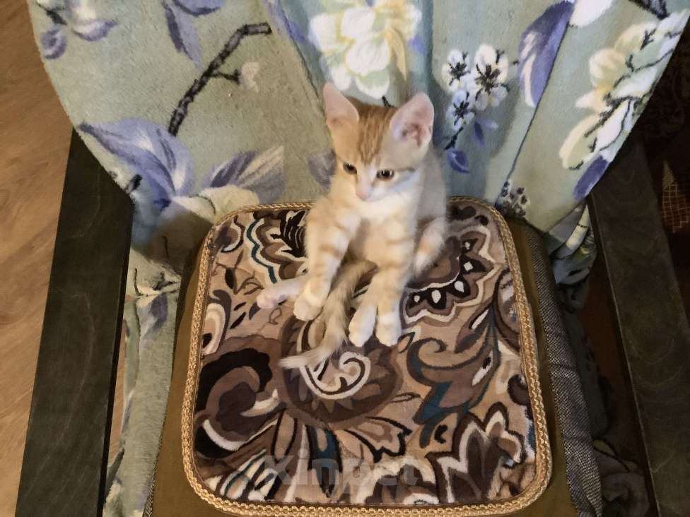 Кошки в Ростове-на-Дону: Отдам котёнка в добрые руки Девочка, Бесплатно - фото 1