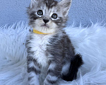 Кошки в Кудрово: Котенок мейн-кун, мальчик , шейдед линия Мальчик, Бесплатно - фото 3
