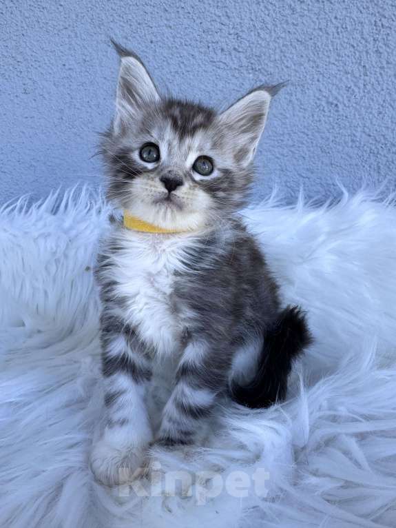 Кошки в Кудрово: Котенок мейн-кун, мальчик , шейдед линия Мальчик, Бесплатно - фото 3