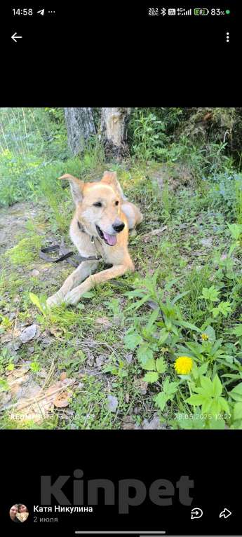 Собаки в Балашихе: Ваша мечта у нас Мальчик, Бесплатно - фото 4