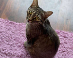 Кошки в Нальчике: Потерялась Кошка Ева (( Девочка, 100 000 000 000 руб. - фото 1