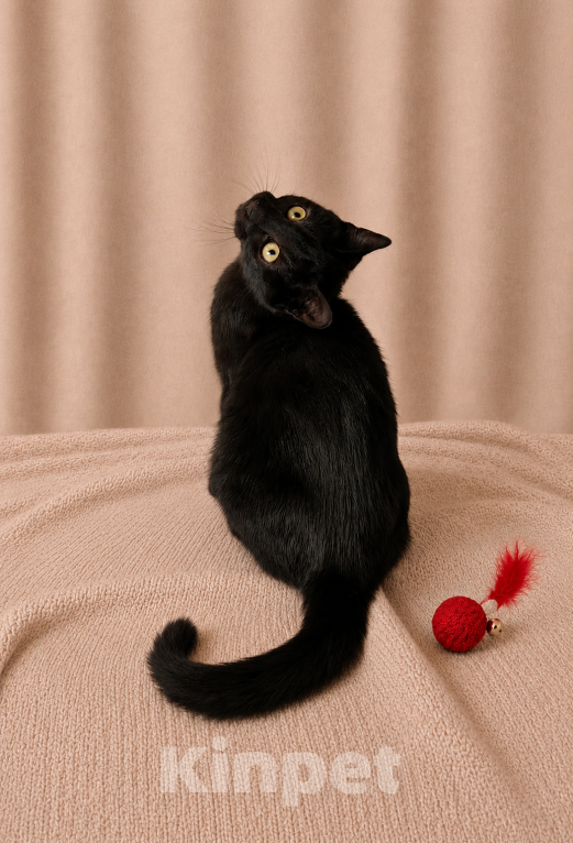 Кошки в Москве: Котёнок в добрые руки Мальчик, Бесплатно - фото 4