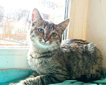 Кошки в Чебоксарах: Полосатая девочка  Девочка, Бесплатно - фото 2