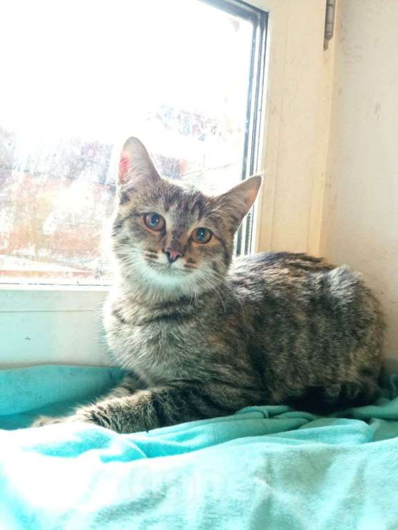 Кошки в Чебоксарах: Полосатая девочка  Девочка, Бесплатно - фото 2