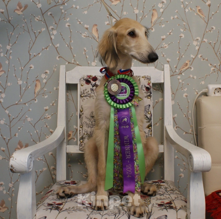 Собаки в Звенигороде: Щенок Тазы с огромным потенциалом! Мальчик, 65 000 руб. - фото 3