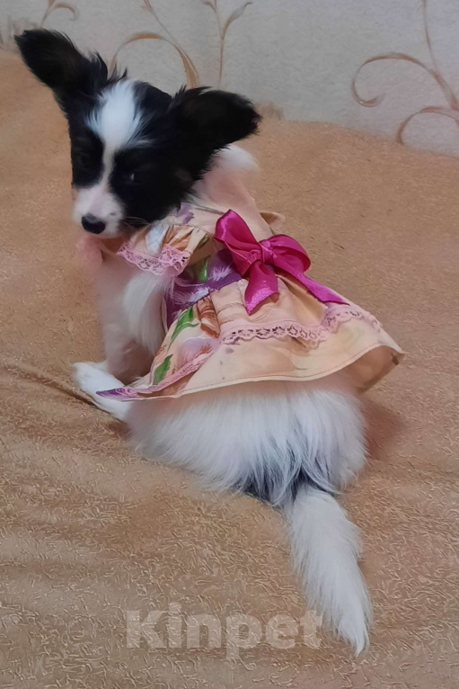 Собаки в Волгодонске: Скромница Белинда Девочка, 70 000 руб. - фото 1