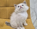 Кошки в Москве: Девочка Рэгдолл Девочка, 47 000 руб. - фото 2