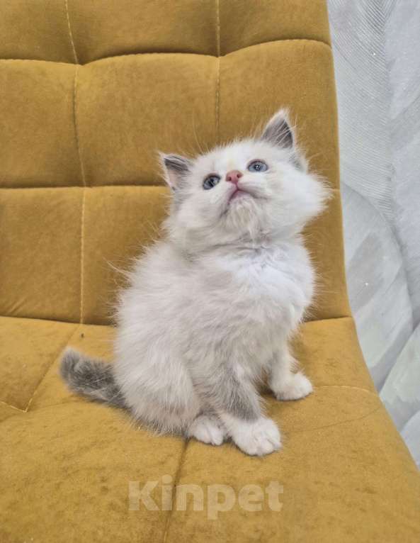 Кошки в Москве: Девочка Рэгдолл Девочка, 47 000 руб. - фото 2