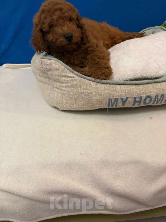 Собаки в Москве: Пудель  Мальчики Мальчик, 40 000 руб. - фото 2