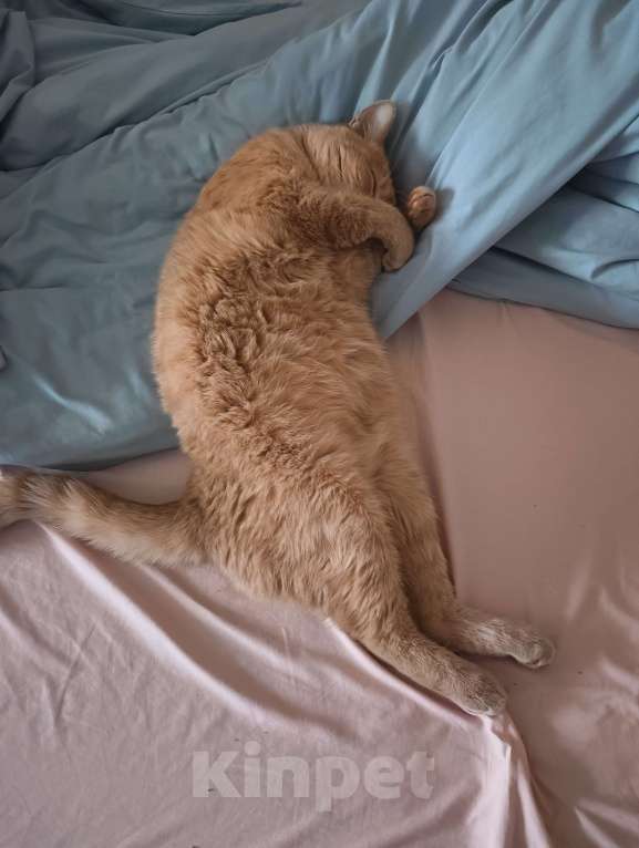 Кошки в Новосибирске: отдам в добрые руки Мальчик, Бесплатно - фото 6