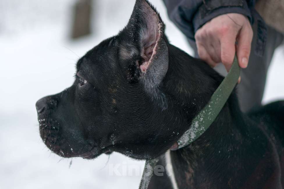 Собаки в Волоколамске: Кане Корсо щенок Девочка, 55 000 руб. - фото 2