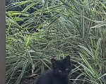 Кошки в Новочеркасске: Котята в добрые руки Девочка, Бесплатно - фото 2