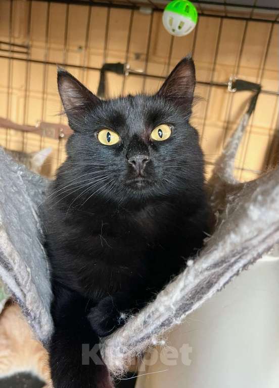 Кошки в Москве: Благородный черный красавец Мишлен в добрые руки Мальчик, Бесплатно - фото 4