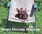 Собаки в Санкт-Петербурге: Щенок чихуахуа с гарантией Здоровья. Мальчик, 50 000 руб. - фото 5