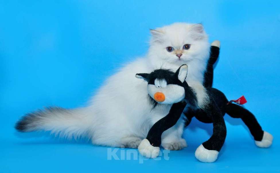 Кошки в Рыбинске: БЛЮЗ Мальчик, 30 000 руб. - фото 3