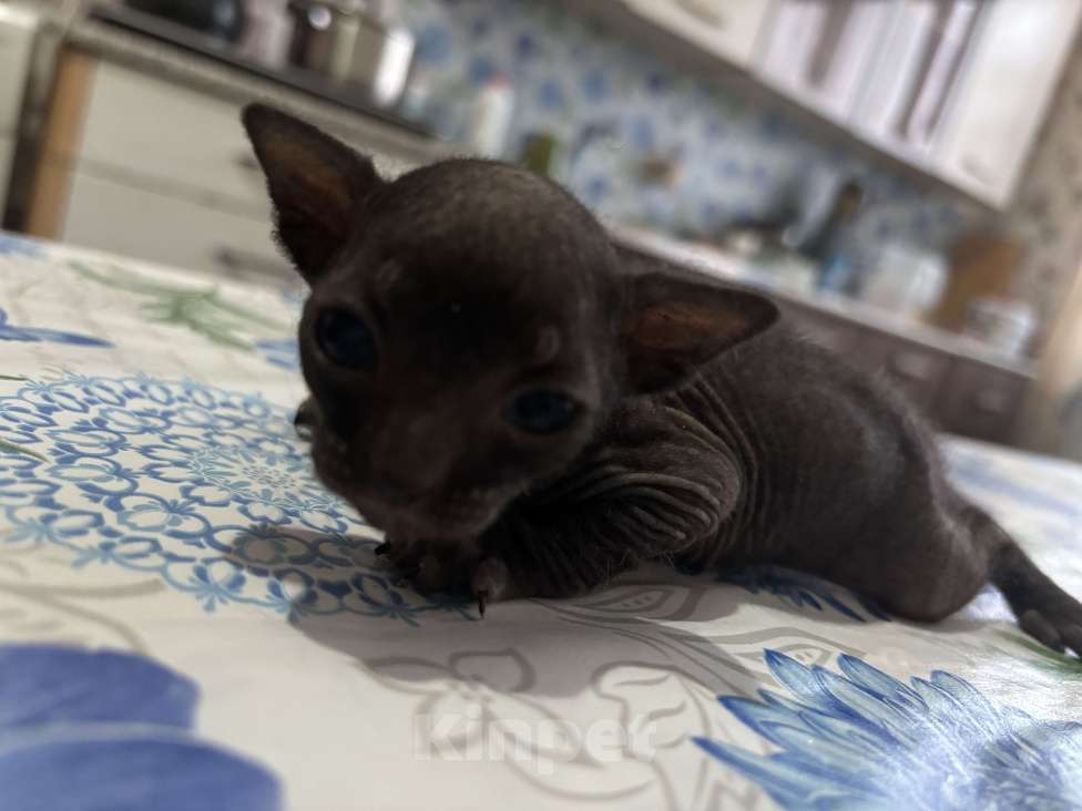 Кошки в Оренбурге: Сфинкс Мальчик, 8 000 руб. - фото 5