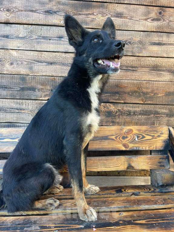 Собаки в Владимире: Ерофей в добрые руки Мальчик, Бесплатно - фото 7