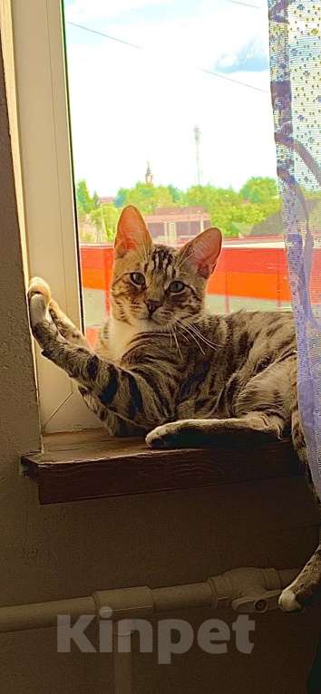 Кошки в Талдоме: Кот Бенгальский  Продам Мальчик, 10 000 руб. - фото 1