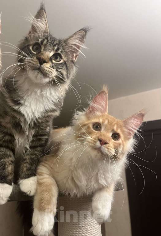 Кошки в Томске: Продажа котенка мейн-кун Мальчик, Бесплатно - фото 2