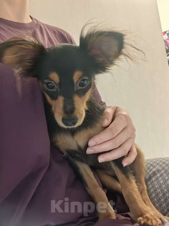 Собаки в Москве: Щенок русский той  Мальчик, 10 000 руб. - фото 4