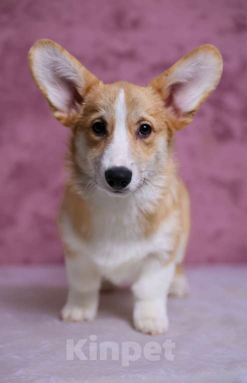 Собаки в Волгограде: кобель вельш-корги пемброк Мальчик, 50 000 руб. - фото 2