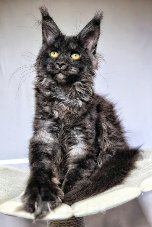 Кошки в Санкт-Петербурге: Кошка мейн-кун чёрный дым Девочка, 65 000 руб. - фото 1