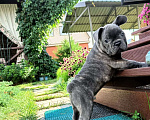 Собаки в Казани: Шикарный щенок-французик  ищет семью Мальчик, Бесплатно - фото 3