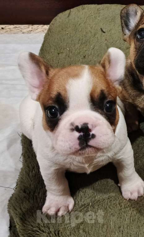 Собаки в других городах Ростовской области: Малыш Мальчик, 20 000 руб. - фото 3