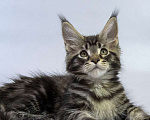 Кошки в Москве: Котенок Мейн кун. Мальчик, Бесплатно - фото 3