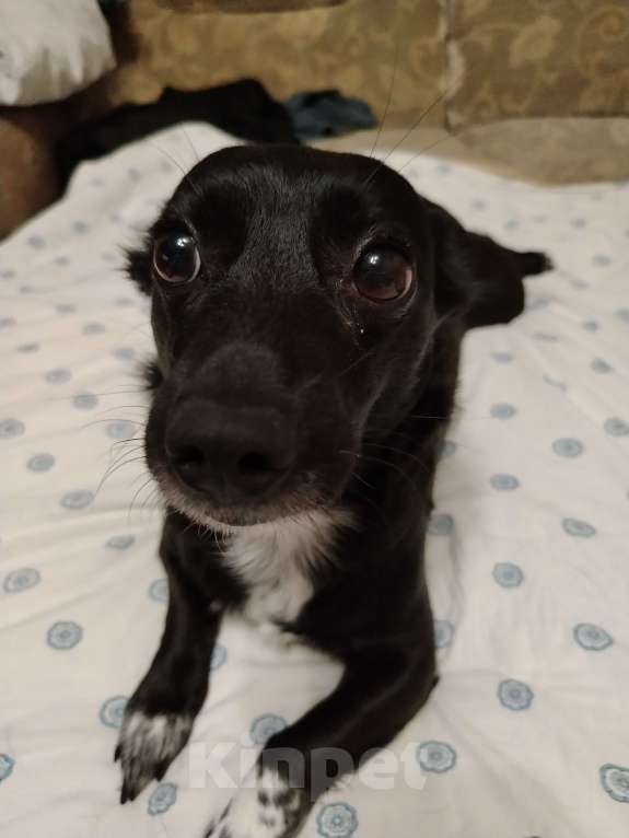 Собаки в других городах Свердловской области: Собака дворняжка в добрые руки! Девочка, Бесплатно - фото 3