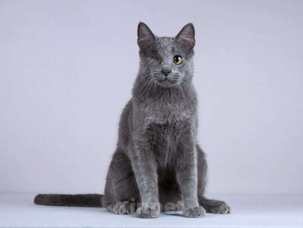 Кошки в Москве: Нежный ласковый котик Лапозай в добрые руки Мальчик, Бесплатно - фото 5