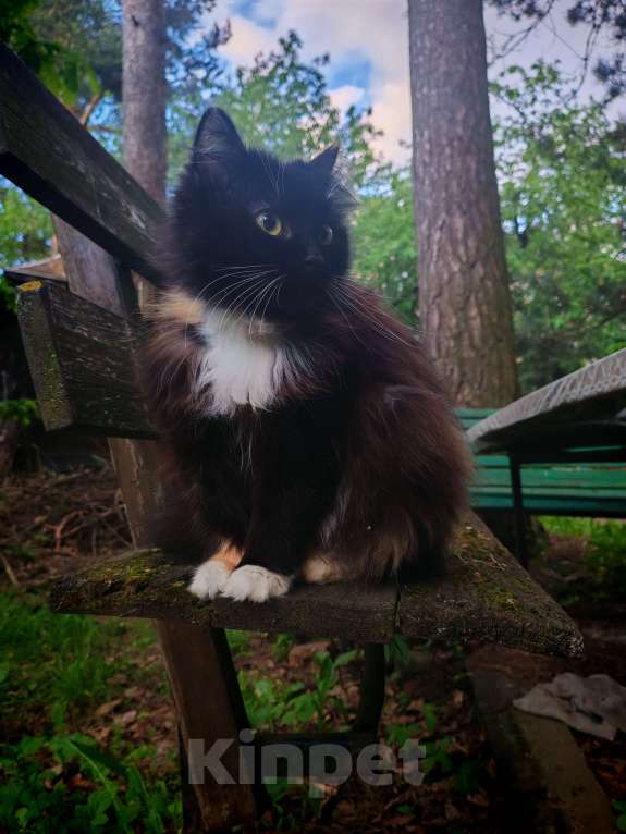 Кошки в Видном: Пропала кошка, р-н Расторгуево  Девочка, 10 000 руб. - фото 2