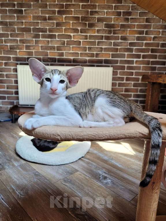 Кошки в Краснодаре: Ориентальный котёнок Мальчик, 65 000 руб. - фото 1