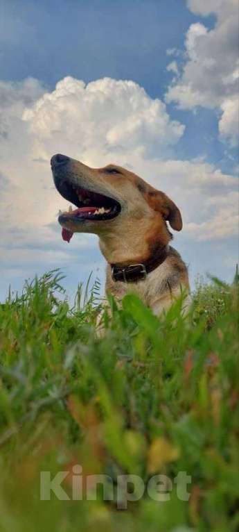 Собаки в Щелково: Классному активному псу нужна новая семья!!! Мальчик, Бесплатно - фото 3