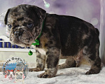 Собаки в Приморско-Ахтарске: Мальчик чёрный мрамор Мальчик, 85 000 руб. - фото 6