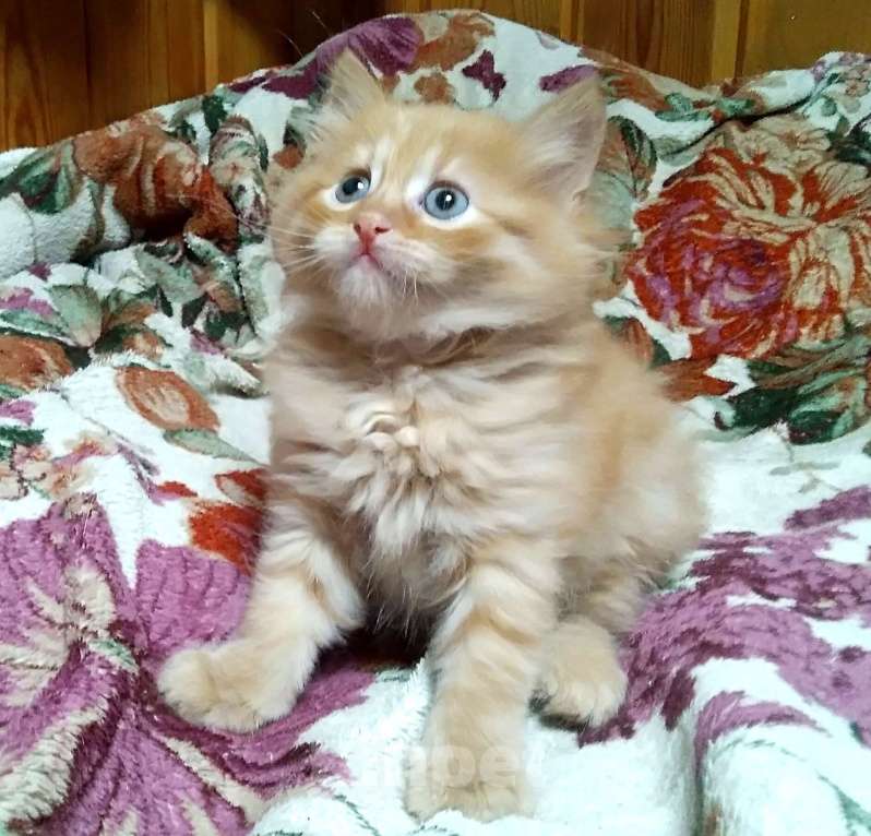 Кошки в Бронницах: Британские гибриды от крысыловоа 1/2 британец, 1/8 мейн кун Мальчик, 10 руб. - фото 6