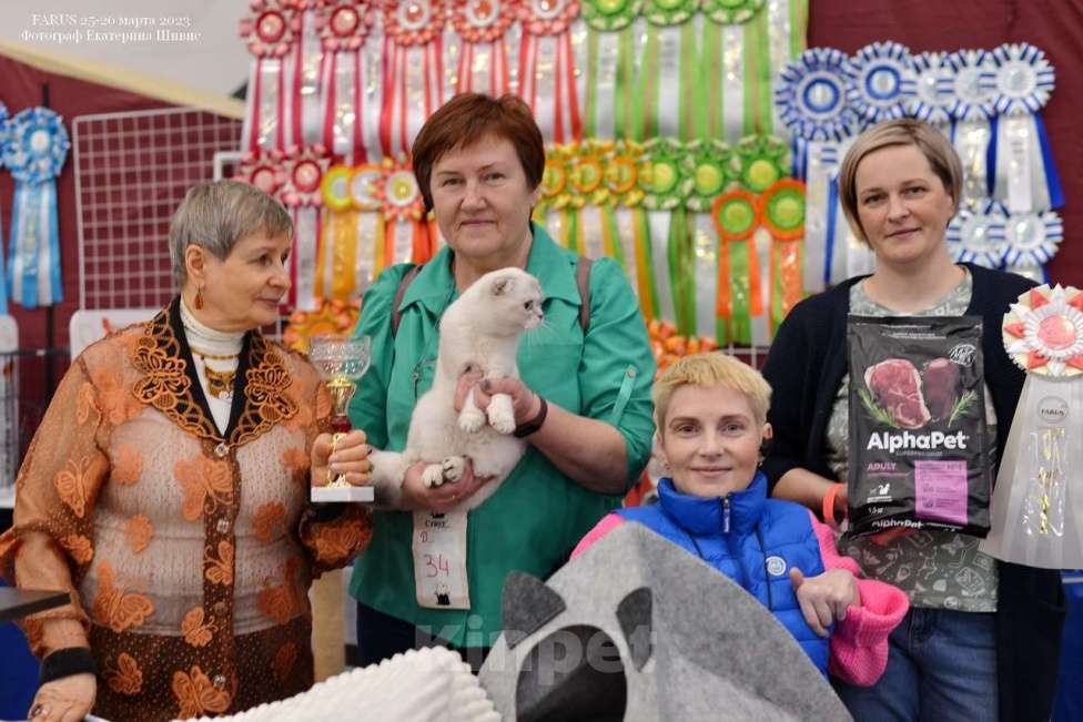 Кошки в Санкт-Петербурге: Скоттиш фолд кошечка Valery  Девочка, 35 000 руб. - фото 8