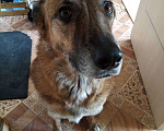 Собаки в Сургуте: Ищем добрые руки для собаки. Мальчик, 1 руб. - фото 3