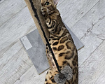 Кошки в Ростове-на-Дону: Бенгальский леопард Мальчик, 60 000 руб. - фото 10
