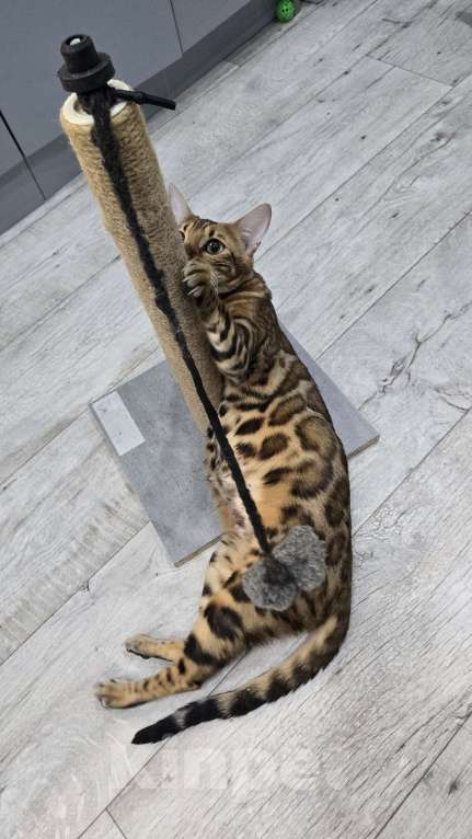 Кошки в Ростове-на-Дону: Бенгальский леопард Мальчик, 60 000 руб. - фото 10