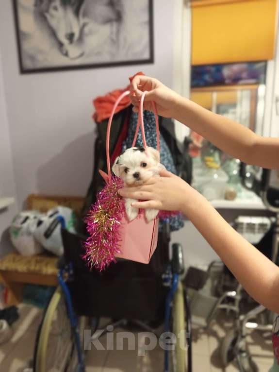 Собаки в Липецке: Мальтезе  Мальчик, 40 000 руб. - фото 6