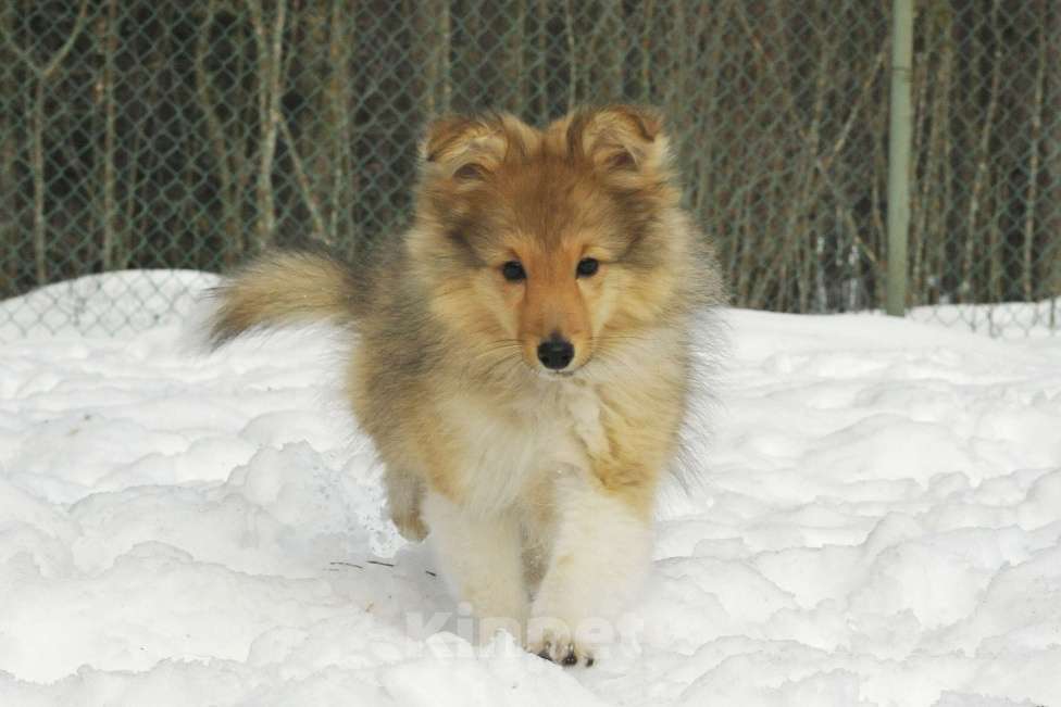 Собаки в Санкт-Петербурге: Шелти-Друг! Лучше прочих двух! )) Мальчик, 60 руб. - фото 5