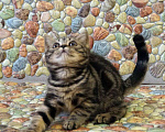 Кошки в Чебоксарах: Шикарный кот, 2 000 руб. - фото 5