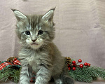 Кошки в Жердевке: Клубные котята мейн-кун, 20 000 руб. - фото 6