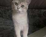 Кошки в Москве: Котенок голубая шиншилла Мальчик, 7 000 руб. - фото 1
