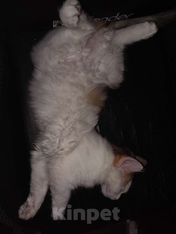 Кошки в Кемерово: Котенок девочка  Девочка, 10 руб. - фото 4