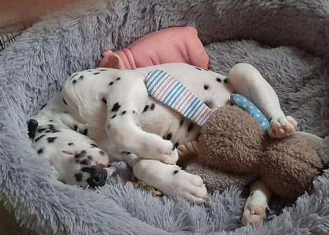 Щенки далматтна, 2,5 месяца