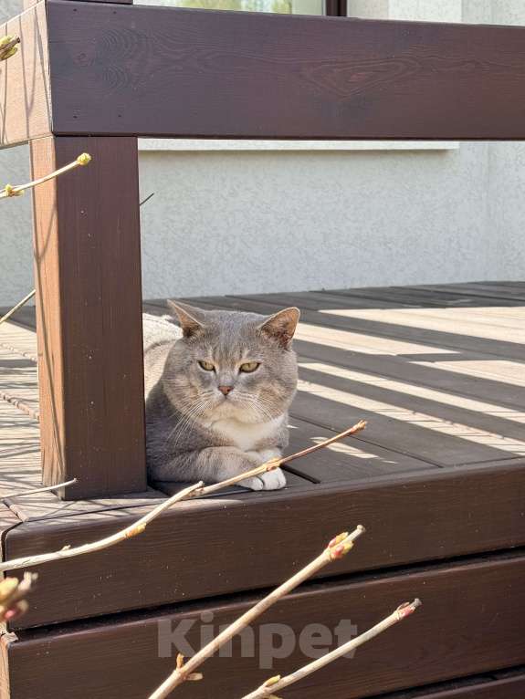 Кошки в Ижевске: Найден кот Мальчик, Бесплатно - фото 1